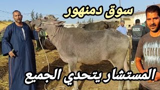 سوق المواشي بدمنهور ( دبابات المستشار. ) اسعار العجميات الجاموس العشر 17/ 11/ 2024