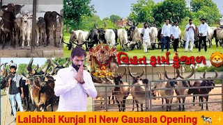 Lalabhai kunjal kankrej Cow🐄|| New Gausala Opening 🔥👍||