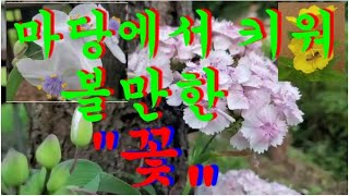 우리집 마당의 화려한꽃들#수염패랭이꽃#흰자주달개비#황금달맞이꽃