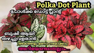 Polka Dot plant complete care Malayalam / Hypoestes plant care / പോൾക്ക ഡോട്ട് പ്ലാന്റ് പരിപാലനം