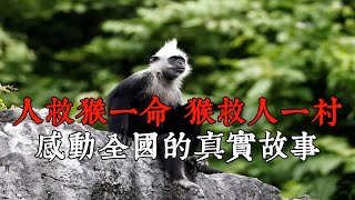 人救猴一命、猴救人一村，感動全國的真實故事【佛語】