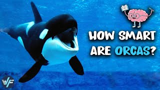 This Is Why Orcas Are One Of The Smartest Animals
