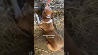 Dog Sees Tiny Lamb Crying And Decides To Adopt Her | The Dodo