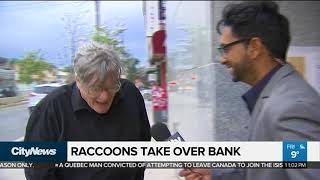 Toronto bank closed due to damage caused by raccoons