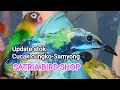 Update stok terbaru cucak cungko-Samyong polosan & Nopeng dll@SATRIABIRDSHOP_Jum'at 27/09/2024