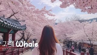 𝐏𝐥𝐚𝐲𝐥𝐢𝐬𝐭 따사로운 봄을 기다리며 spring pop 🌱🌸