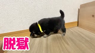 【柴犬 子犬】ついに壁を乗り越えた子犬