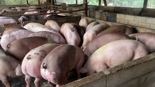 Absolutely incredible pig farming | Pig farming for profit