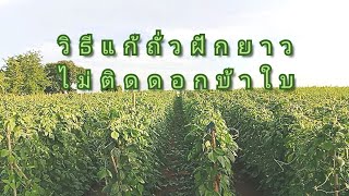 ปลูกถั่วฝักยาวหน้า ปัญหาที่ต้องระวัง#ถั่วบ้าใบ#พร้อมบอกวิธีแก้#สูตรหนุ่มอุบลฯ