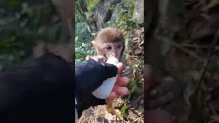 45 ASMR Golden Lovely Funny Monkeys #Short  47