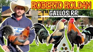 Gallos RR /De \