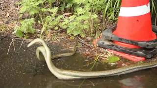 アオダイショウ、交尾(Japanese Rat Snake)