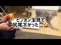 【メインクーン 子猫】生後5ヶ月突破🌸大きさ 体重 身長 を測ってお祝い♪