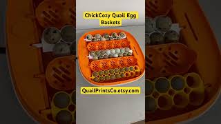 ChickCozy just got a whole lot better #chickcozy #incubator