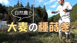 【自然農】大麦(六条大麦、モチ裸麦）の種蒔き「ばらまき 」[Natural farming] Barley sowing