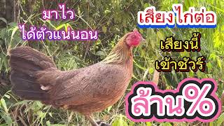 เสียงไก่ต่อตัวเมีย เข้าเร็วมากๆ เสียงไก่ตัวเมียสำหรับเปิดต่อ ได้ผลล้าน%