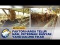 Faktor Harga Telur Ayam Naik, Peternak: Banyak yang Gulung Tikar