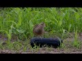 Коростель. crex crex. corncrake.