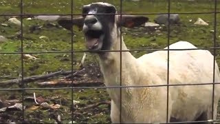 Taylor Swift's "Trouble" Starring a Goat + More Viral Videos of Animals Set to Music