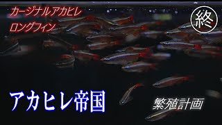 【カージナルアカヒレロングフィン　繁殖計画　終】アカヒレ帝国