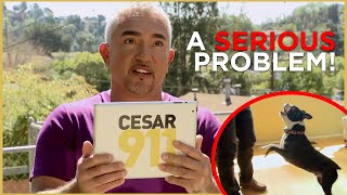Cesar Faces a HYPERACTIVE dog (Cesar 911 Shorts)