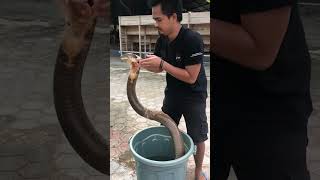 Helping a giant king cobra shed proces #shorts #kingcobra