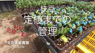 定植までの育苗管理「枝豆栽培」