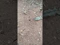 ANT vs WORM PART2  (Amazing escape)