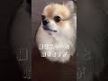 問題です💡 チワワ ポメラニアン チワポメ ポメチワ 犬動画 dog shortsvideo shorts fyp