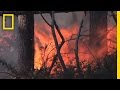 Giant Sequoias Need Fire | National Geographic