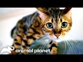 Bengal Cat Won't Stop Attacking Owner! | My Cat From Hell | Animal Planet