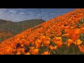 Dazzling superbloom in the Antelope Valley