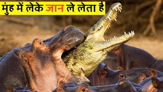 आजतक धरती पर कोई पैदा नही लिया जो Hippo से पंगा ले सके | Why Hippos are the DEADLIEST ANIMALS