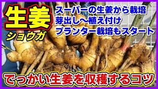 スーパーの新生姜からでっかい生姜を収穫するコツ！種生姜の選び方、芽出し～植え付け、プランター栽培もスタート　ショウガ／大生姜／しょうが栽培／生姜栽培／生姜定植