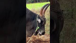 Legendary Kangeyam Mayilai bull. வெள்ளகோவில் செல்லமுத்து அண்ணா மயிலை காளை 🤍 #kangeyam #bull #legend