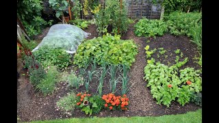 Small Garden mid summer, with timesaving tips for succession planting