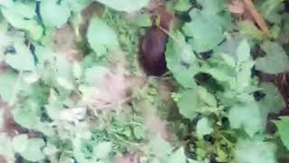 দেখুন এক বড় ইঁদুর। watch a big rat.