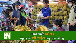 Phát triển NÓNG, nguy cơ VỠ TRẬN cây sầu riêng | VTC16