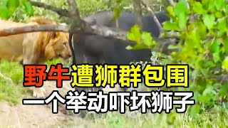 野牛遭狮群包围，却一点也不着急，反常行为让狮子陷入沉思