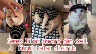 Gemesss banget liat pororo sama ocil, nurut aja kalau disuruh #pororo #inipororo #pororocats