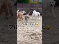 超大型犬が初めてドックランに行ってみた　 shorts