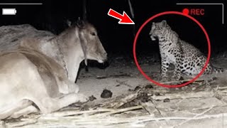 Фермер установил камеру чтобы понять, зачем леопард ночью посещает корову!