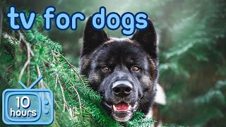 Virtual Dog TV! s for Dogs to Prevent Boredom [With ASMR Music]