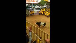 சக்குடி சல்லிக்கட்டில் சீறி பாய்ந்த காளைகள் sakkudi jallikattu 2017