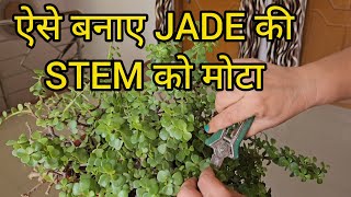 JADE PLANT की STEM को जलदी मोटा कैसे बनाए? | How to Make Jade Plant Stems THICK - Jade Bonsai