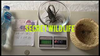 Huge Size Black 135 Gram Scorpion | Khilji Birds Valley