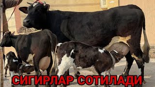 СУТЛАРИ КУП 3 ТА СИФАТЛИ ЁШ ТАРГИЛ ОЛА КОРА СИГИРЛАР СОТИЛАДИ SOTILADIGON SIGIRLAR 7 февраля 2025 г