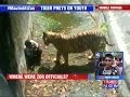 delhi zoo shifts blame tiger attack caught on camera