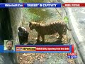 delhi zoo shifts blame tiger attack caught on camera