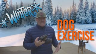 WINTER | Dog exercise